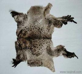 蟾衣视频,揭秘神奇蟾衣的神奇功效与制作过程