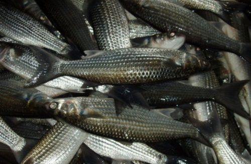 钓乌头鱼视频,视频教学带你轻松捕获美味