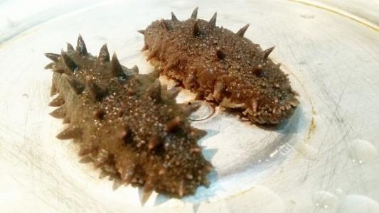 鲜海参的处理方法视频,视频详解鲜海参的处理方法