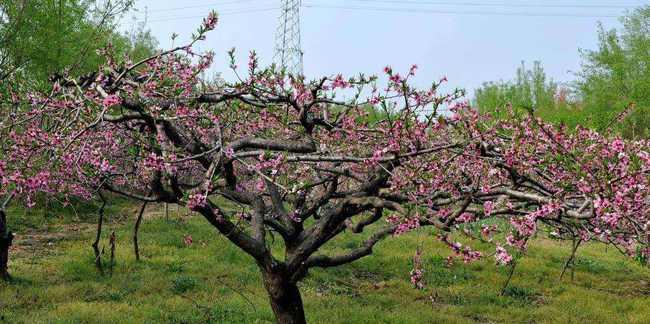桃树春天嫁接视频,桃树春季嫁接技巧全解析