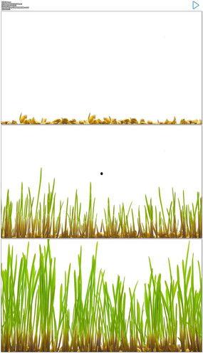 小草生长过程视频,从萌芽到绽放的奇妙旅程