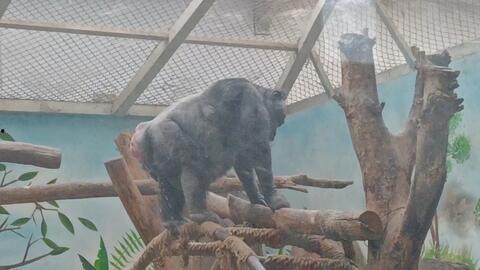 中国则所小便视频,揭秘短视频中的小便现象